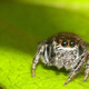 Illustration for article titled Scientists make "frankensquitos" to test vampire jumping spiders